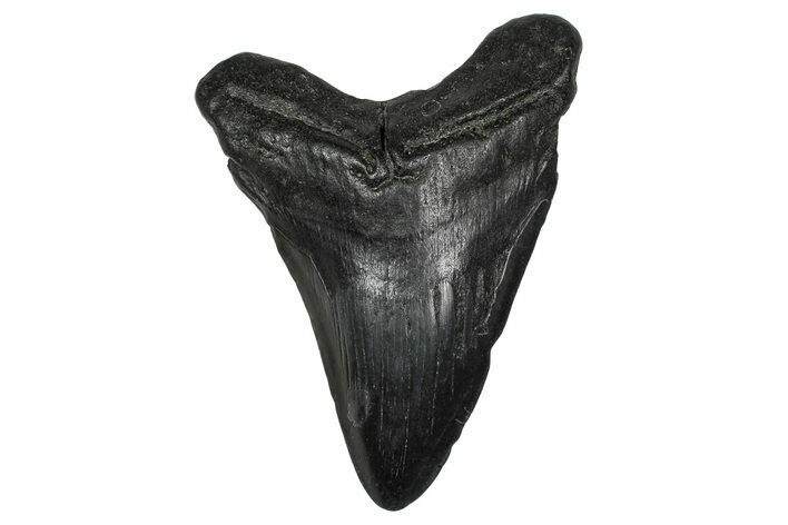 Fossil Megalodon Tooth - South Carolina #341428